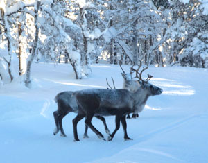 Reindeer near the ski trail in Kiruna