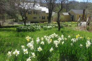 backyard daffodils
