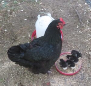 our chicken family