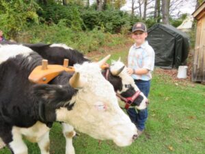 visiting with working oxen