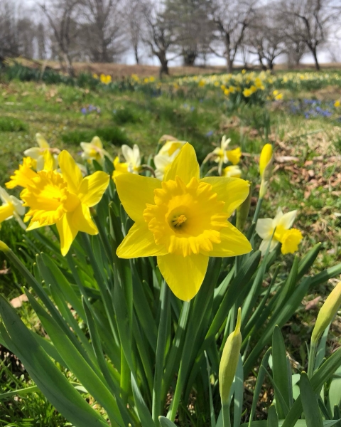 spring daffodils at vavstuga